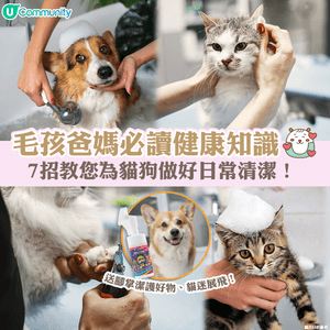 毛孩爸媽必讀健康知識🐈🐕7招教您為貓狗做好日常清潔！