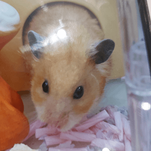 hamster