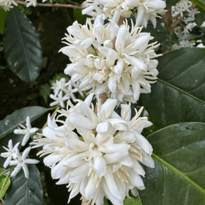 自家種植有機港產咖啡豆