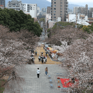 福岡市賞櫻景點，西公園係日本百大賞...