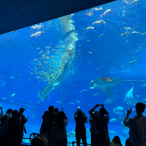 沖繩美麗海水族館位於日本沖繩縣國...