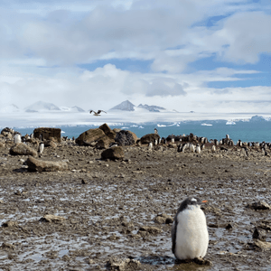 🗺️ 《南極》南極遊輪點揀好？🛫🐧🛳️