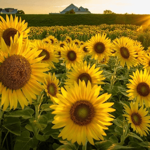 ☀️八月賞花去！新潟ふるさと村🌻