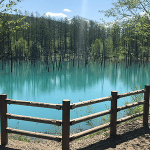 北海道必去打卡點！💙 白金青池美到爆💥