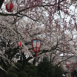 日本🇯🇵櫻花🌸樹下