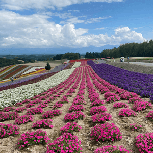 風景如畫的富良野