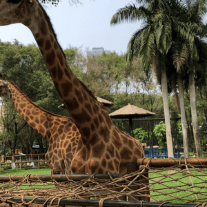 南寧動物園親子遊 🐘🦒🐒  
騎馬仔餵動物，玩到唔捨得走