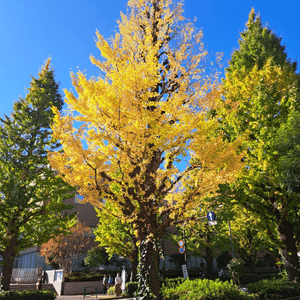 銀杏