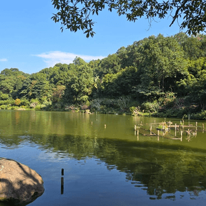 深圳仙湖植物園