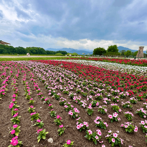 🇰🇷韓國慶州賞花推薦🌺🌼🌸🌹 一大片花海超夢幻😍💯