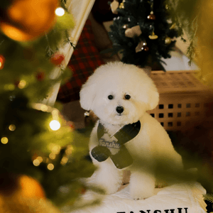 西九聖誕森林🌲！浪漫到爆！😍