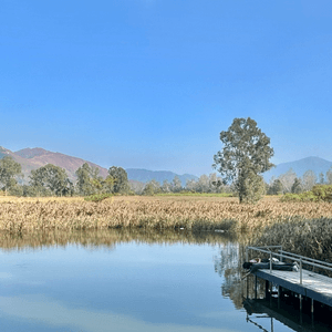 親子郊遊｜南生圍｜橫水渡🛶 蘆葦草叢🌾 赤桉樹步道🌳 大草地🌱 婚紗橋📸 炭燒豆腐花😋