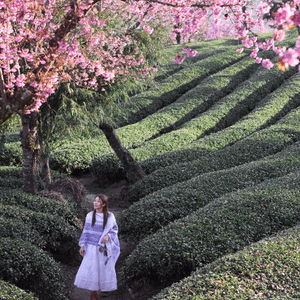 首發！ 🌸欣賞春櫻的打卡熱點，無日起櫻花谷