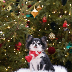 今年影咗第幾棵聖誕樹呢☆*:.｡. o(≧▽≦...