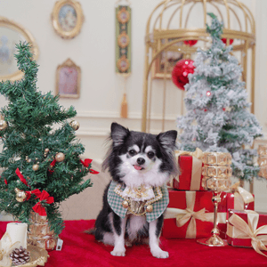 聖誕一定要去Studio影返一輯相...