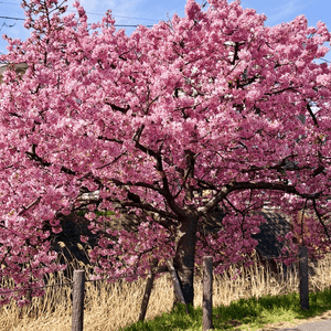 東京賞櫻之旅🌸：粉紅色嘅浪漫邂逅
