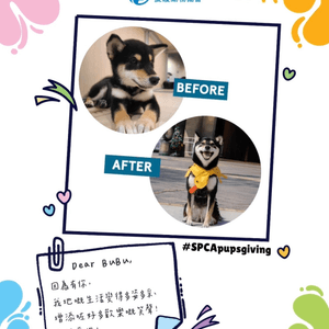 SPCA毛孩感恩大派對🥳