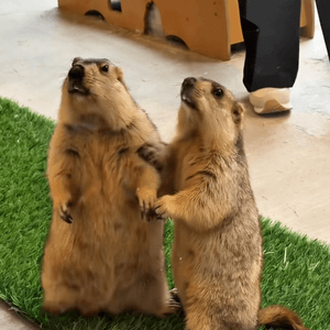 丸子萌爆！大阪新寵土撥鼠Cafe 🐹💖