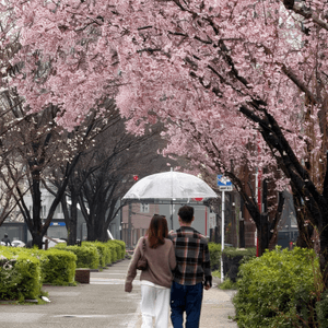 名古屋櫻花初開🌸！