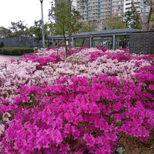 春天花開，紫羅蘭海！🌸💜