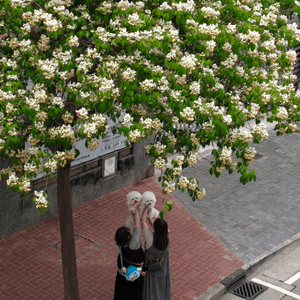 🌸 魚木花，靚到飛起！😍