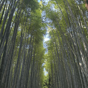 嵐山竹林參觀攻略💚🤩