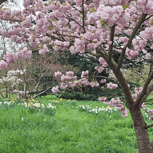 得啖笑 (7) - 倫敦的櫻花
