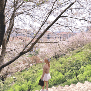 高鐵櫻花賞 • 3.5hrs去長沙 🌸📸