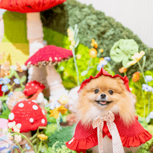 小紅帽米蘇蘇遊森林