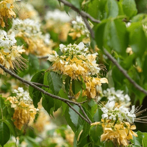 大角咀欣賞黃白花海