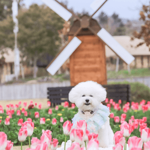 關西鬱金香花海🚶‍♀️🌷 | 4月放狗賞花去！