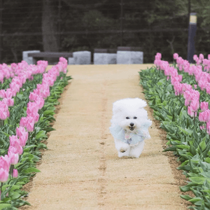 跑跳自由！草地撒野 🐶🌿 過萬呎草地任跑