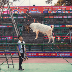 深圳觀瀾湖･大漠猜想馬戲團|沙漠...