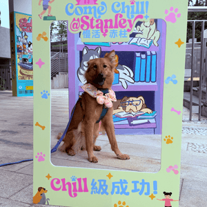赤柱慢活好 chill 🐶💨