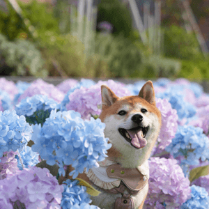 media 6