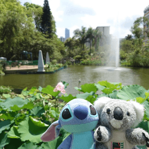 跟住Travel Buddy本地遊 - 荃灣 城門谷公園 賞花