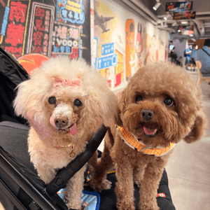 支持領養寵物🐶🐱