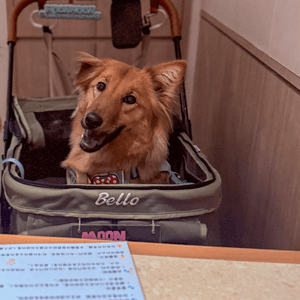 media 4