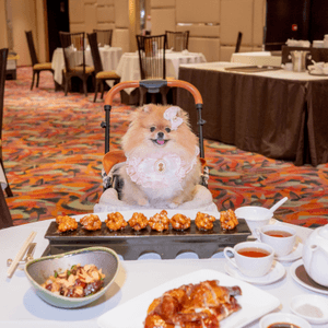 酒店食飯！米蘇蘇推介新地方 🐶✨