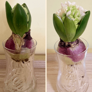 睇住佢慢慢生生高同開花
好治療...