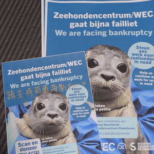 荷蘭「海豹幼稚園」萌面臨破產急需支援 🦭🆘