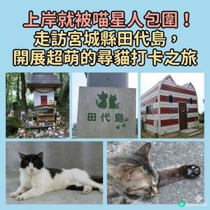 上岸就被喵星人包圍！走訪宮城縣田代島，開展超萌的尋貓打卡之旅
