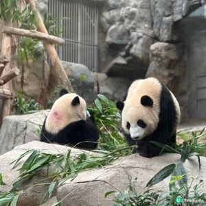 去香港海洋公園睇熊貓家姐細佬🖤🤍