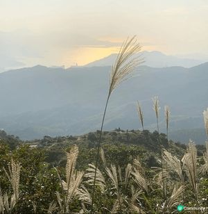 芒草山徑打卡📸！大帽山走起！🌾