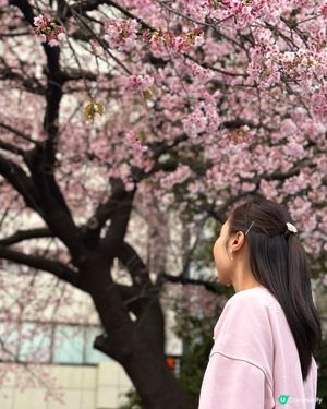 東京賞櫻🌸好去處