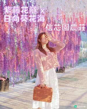 香港必去花園🇭🇰紫滕花隧道x向日葵花海!元朗信芯園農莊🌻