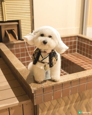 帶狗浸溫泉♨️！大阪酒店推介！🐶💖