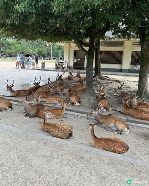 去奈良公園睇吓鹿