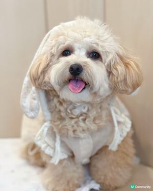 長沙灣寵物有善ᴄᴀғᴇ☕️