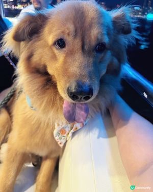 🛟🐶Chill夜遊維港🛳️⚓️